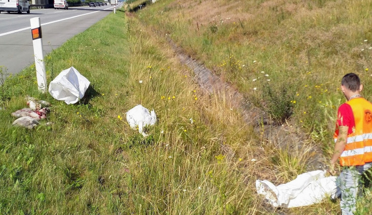 Řidič kamionu na místě neštěstí u mrtvých labutí