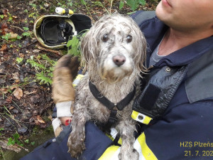 Pejsek spadl do vybetonované šachty s odpadky a vodou, záchrana  přišla třetí den