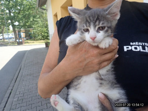 V koruně stromu uvízlo kotě, na pomoc museli přijet hasiči