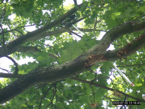 V koruně stromu uvízlo kotě, na pomoc museli přijet hasiči