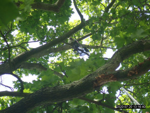 V koruně stromu uvízlo kotě, na pomoc museli přijet hasiči