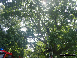 V koruně stromu uvízlo kotě, na pomoc museli přijet hasiči