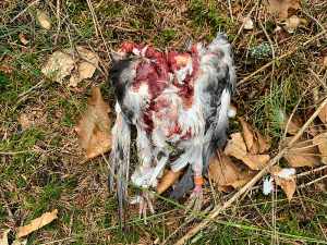 Ornitologové velmi ocení, pokud jim pošlete údaje z kroužku nalezeného mrtvého ptáka