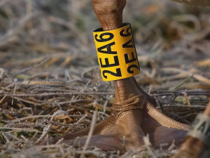 Ornitologické kroužky mají různou barvu