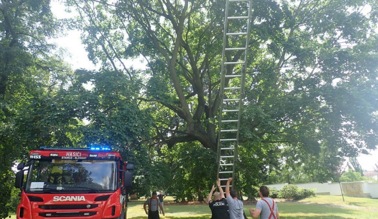 V koruně stromu uvízlo kotě, na pomoc museli přijet hasiči