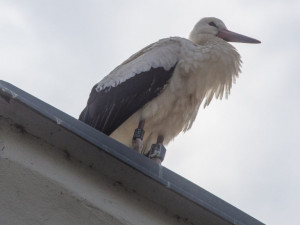Vysílačkou je vybaven i čáp Arnošt, který pobývá v Bavorsku