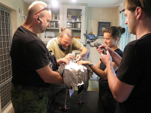 Vysílačku právě dostává čáp Míra II.