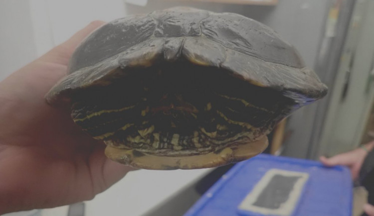 Lidé strážníkům hlásí různé nalezence, tentokrát to byla želva