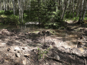 Nový šumavský projekt navrátí vodu do vysušených mokřadů a pramenišť