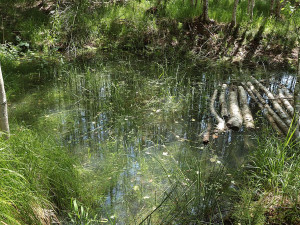 Nový šumavský projekt navrátí vodu do vysušených mokřadů a pramenišť