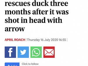 Záchrana plzeňského kačera s hlavou prostřelenou šípem zaujala i zahraniční média