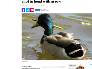 Záchrana plzeňského kačera s hlavou prostřelenou šípem zaujala i zahraniční média