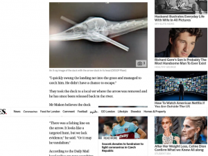 Záchrana plzeňského kačera s hlavou prostřelenou šípem zaujala i zahraniční média