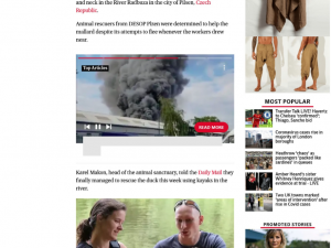 Záchrana plzeňského kačera s hlavou prostřelenou šípem zaujala i zahraniční média