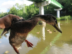 Návrat kačera do volné přírody po odstranění střely z jeho hlavy