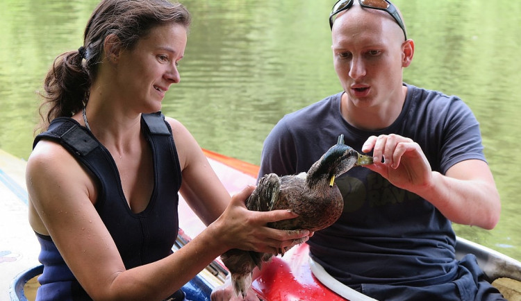 Klíčový okamžik záchranné akce, kdy se podařilo po třech měsících zraněného kačera odchytit