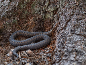 Zmije obecná po vypuštění do volné přírody