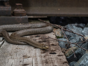 Takto vypadá užovka hladká, kterou si lidí zaměňují se zmijí