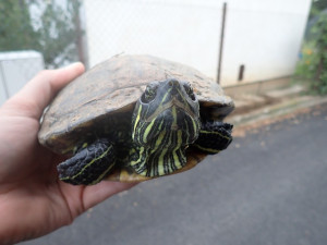 Lidé se zbavují nechtěných mazlíčků, záchranné stanice teď plní želvy