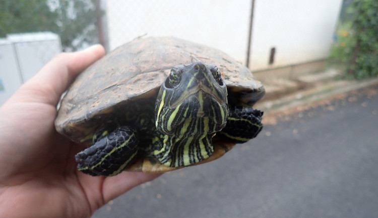 Lidé se zbavují nechtěných mazlíčků, záchranné stanice teď plní želvy