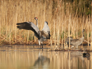 Mokřad je domovem mnoha ptáků i dalších tvorů