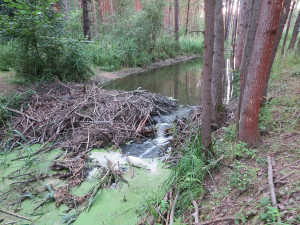 Zničená bobří hráz