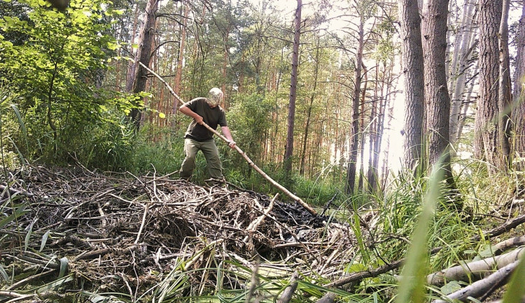 Neznámého muže zachytila fotopast v okamžiku, kdy boří hráz vytvořenou bobrem a vypouští mokřad. Bohužel nemůžeme ukázat tvář pachatele.
