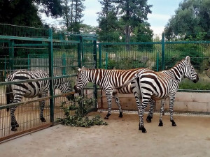 Zoo Plzeň se zapojila do záchrany vzácných zeber bezhřívých, chová první tři zvířata