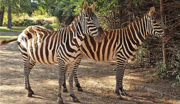 Zoo Plzeň se zapojila do záchrany vzácných zeber bezhřívých, chová první tři zvířata