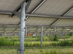 Při extrémně obtížném odchytu srnky v areálu fotovoltaické elektrárny pomáhal i dron