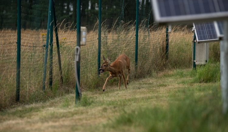 Srnka se procházela mezi fotovoltaickými panely