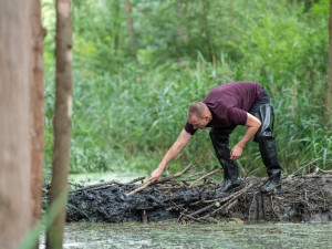 Takto obtížně se obnovovala poničená bobří hráz