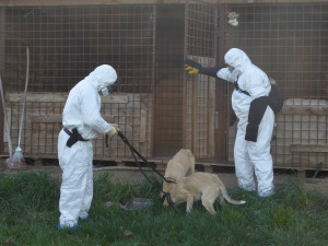 Psi odebraní z otřesných podmínek se vrátí zpět majiteli