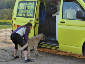 Psi odebraní z otřesných podmínek se vrátí zpět majiteli