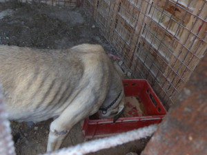 Psi odebraní z otřesných podmínek se vrátí zpět majiteli