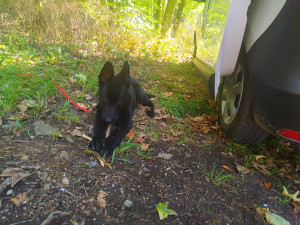 Zatím je to roztomilé štěně, co nevidět z něj vyroste strážce zákona