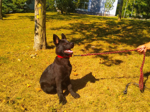 Zatím je to roztomilé štěně, co nevidět z něj vyroste strážce zákona