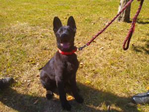 Zatím je to roztomilé štěně, co nevidět z něj vyroste strážce zákona