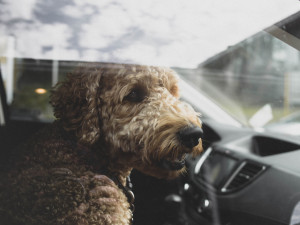 Aplikace Varuj mě upozorní řidiče na psa v autě či špatné parkování, výrazně ulehčí práci i policii a hasičům