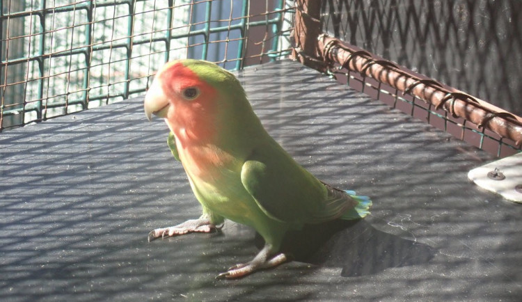 Zbloudilý papoušek zamířil k autosalonu a narazil do výlohy