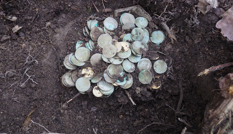 Milionový poklad stříbrných mincí na Tachovsku vyryla ze země divoká prasata