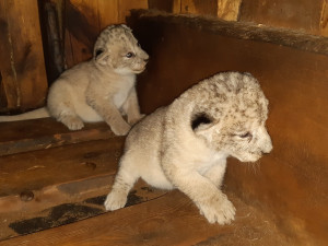 Radostná novinka! V plzeňské zoo se narodila vzácná mláďata lvů berberských