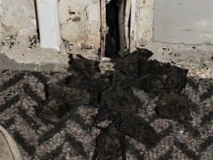 Netopýři se dostanou všude. Problém je dostat je ven