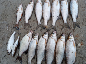 Cizinci dostali chuť na ryby, v centru města lovili bez povolení