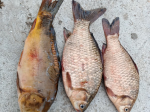 Cizinci dostali chuť na ryby, v centru města lovili bez povolení