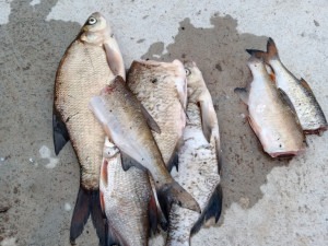 Cizinci dostali chuť na ryby, v centru města lovili bez povolení