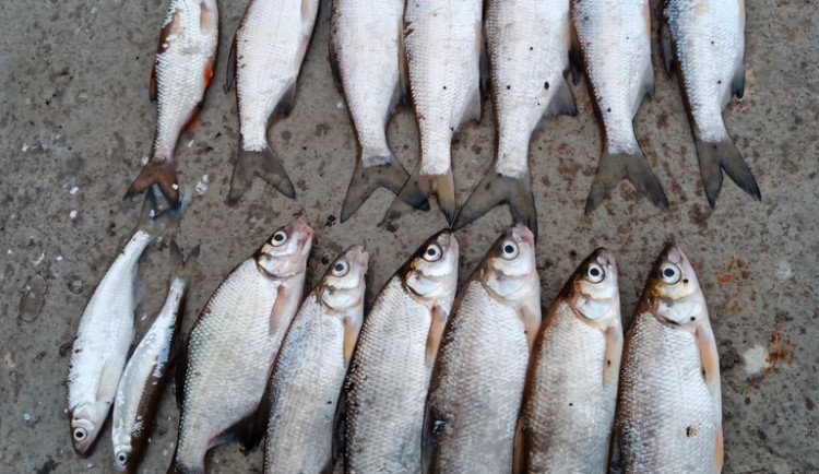 Cizinci dostali chuť na ryby, v centru města rybařili bez povolení