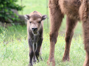 Malá zubří slečna dostala jméno Onica, stádo v Plzni je nyní pětičlenné