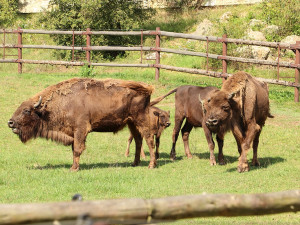 Malá zubří slečna dostala jméno Onica, stádo v Plzni je nyní pětičlenné
