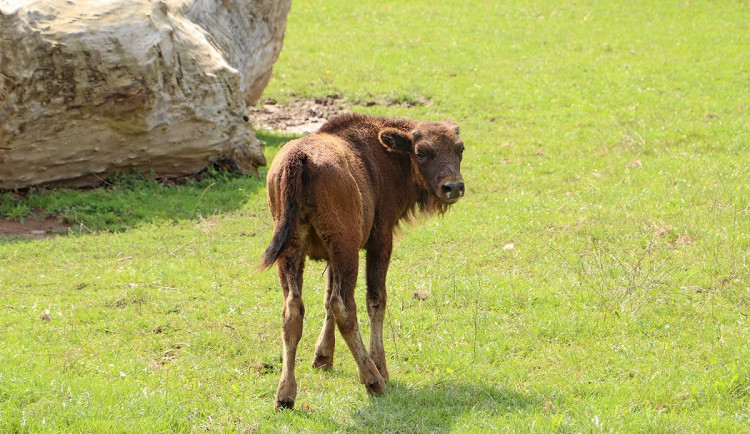 zubří slečna Onica